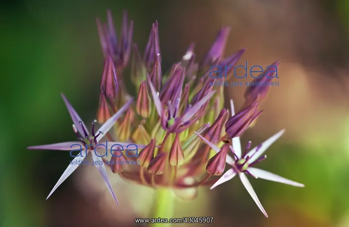 : Allium, Allium cristophii : Allium, Allium cristophii