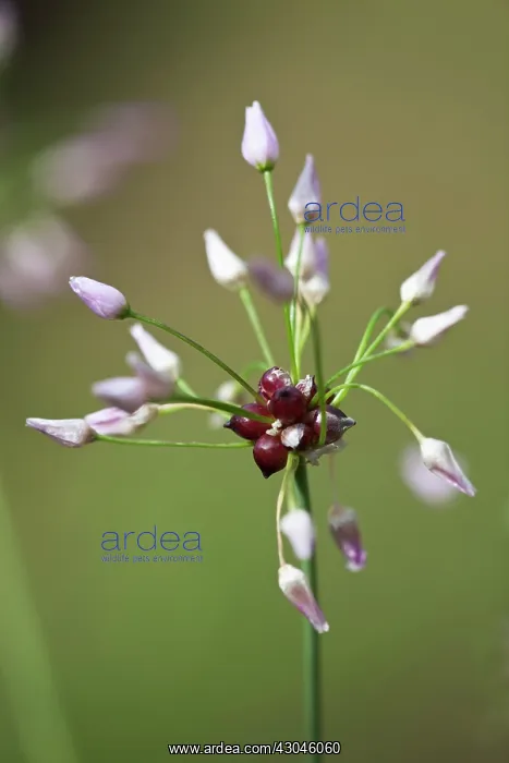 : Allium, Allium roseum : Allium, Allium roseum
