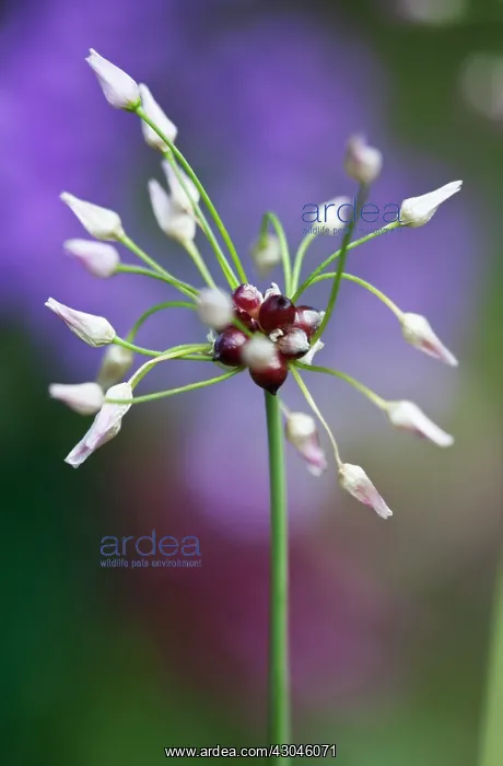 : Allium, Allium roseum : Allium, Allium roseum