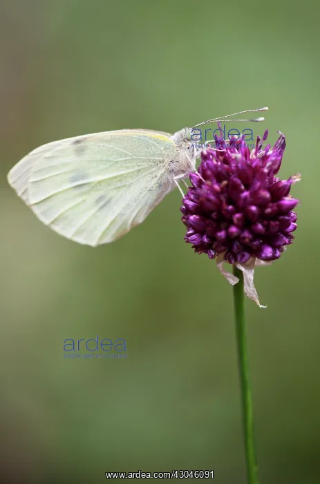 : Allium, Allium sphaerocephalon : Allium, Allium sphaerocephalon