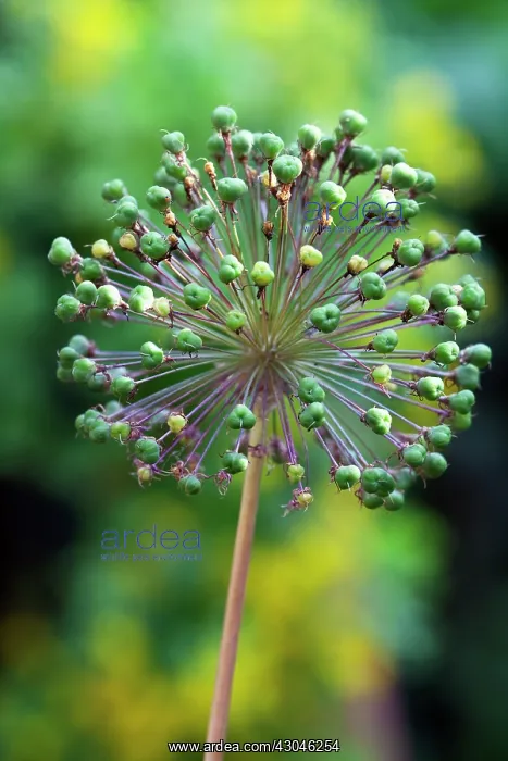 : Allium, Allium Globemaster : Allium, Allium Globemaster