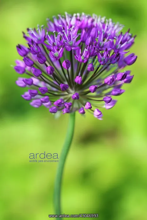 : Allium Hollandicum Purple Sensation, spherical umbel of purple flowers : Allium Hollandicum Purple Sensation, spherical umbel of purple flowers