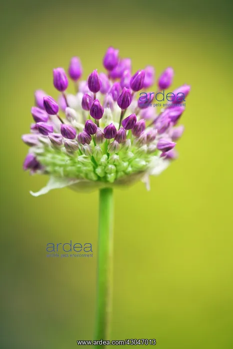 : Allium. Emerging umbellifer flower head of Allium Hollandicum Purple Sensation : Allium. Emerging umbellifer flower head of Allium Hollandicum Purple Sensation