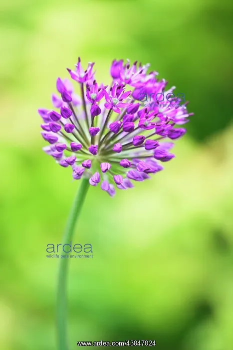 : Allium. Spherical umbellifer flower head of Allium Hollandicum Purple Sensation : Allium. Spherical umbellifer flower head of Allium Hollandicum Purple Sensation