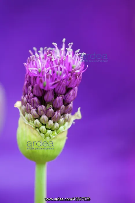 : Allium. Umbellifer flower head of Allium Hollandicum Purple Sensation emerging : Allium. Umbellifer flower head of Allium Hollandicum Purple Sensation emerging