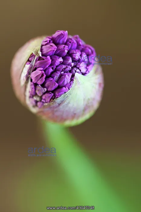 : Allium. Umbellifer flower head of Allium Hollandicum Purple Sensation emerging : Allium. Umbellifer flower head of Allium Hollandicum Purple Sensation emerging