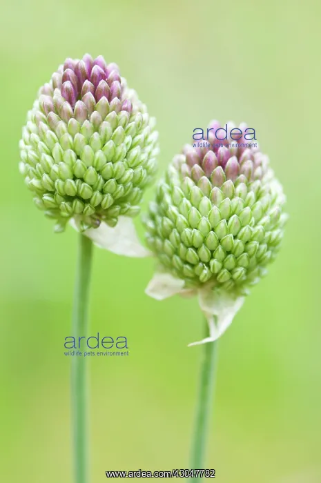 : Allium, Allium sphaerocephalon : Allium, Allium sphaerocephalon