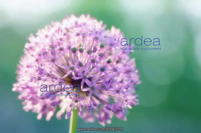 : Allium, Allium giganteum : Allium, Allium giganteum