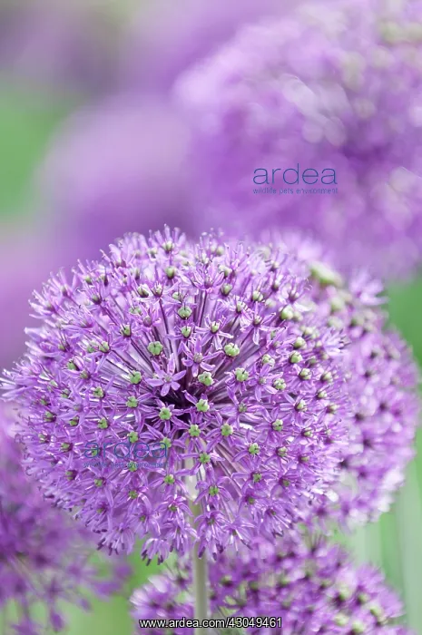 : Allium, Allium Hollandicum Purple sensation : Allium, Allium Hollandicum Purple sensation
