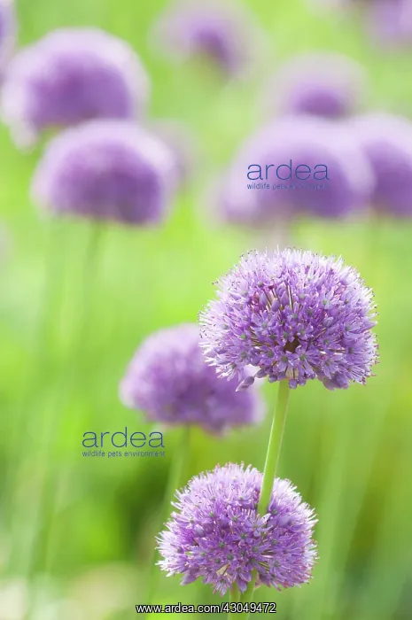: Allium, Allium Hollandicum Purple sensation : Allium, Allium Hollandicum Purple sensation