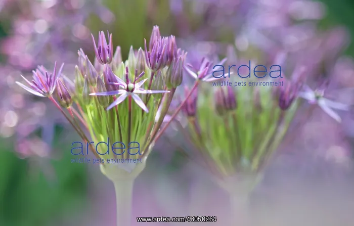 : Allium, Allium cristophii : Allium, Allium cristophii