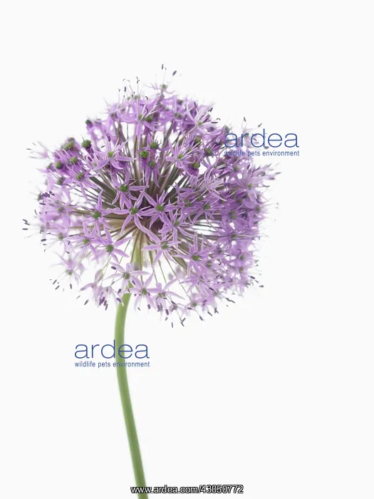 : Allium, Allium Gladiator : Allium, Allium Gladiator