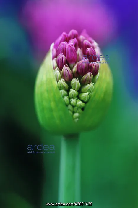 : Allium, Allium Globemaster : Allium, Allium Globemaster