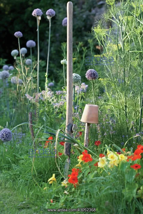 : Allium : Allium