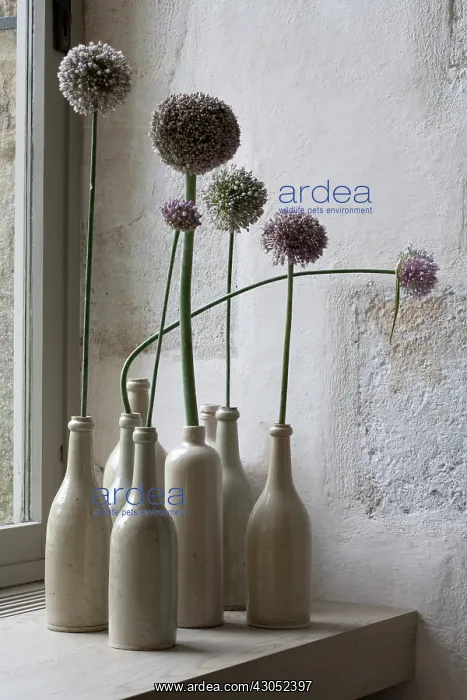 : Allium : Allium