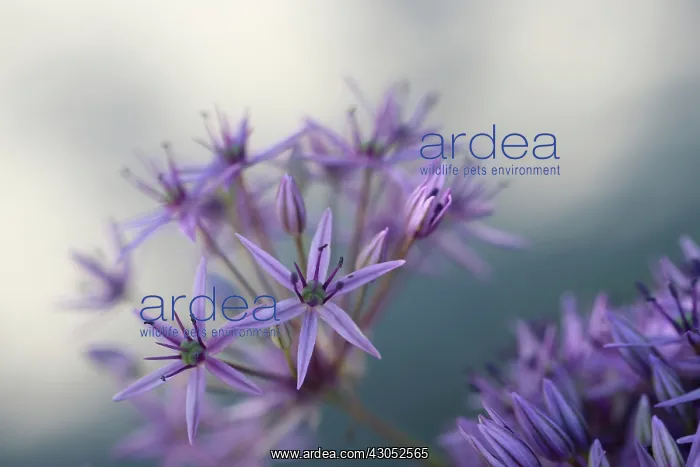 : Allium. Allium : Allium. Allium