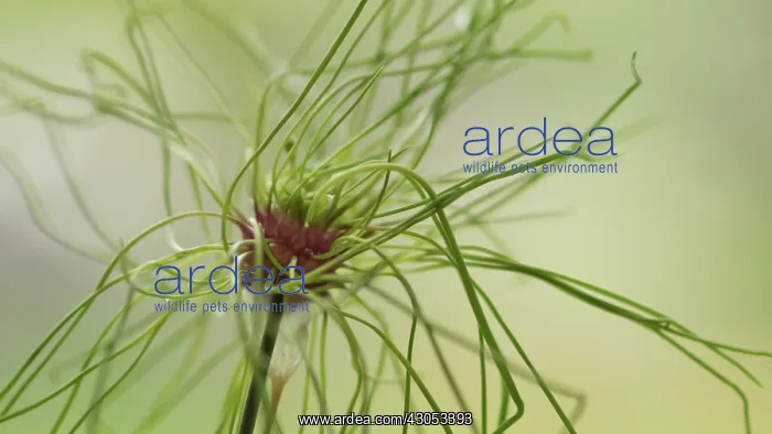 : Allium, Allium Hair, Hair allium : Allium, Allium Hair, Hair allium