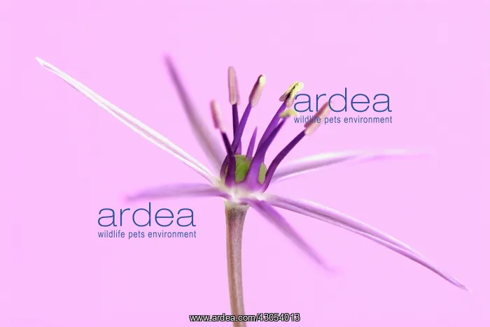 : Allium, Allium cristophii : Allium, Allium cristophii