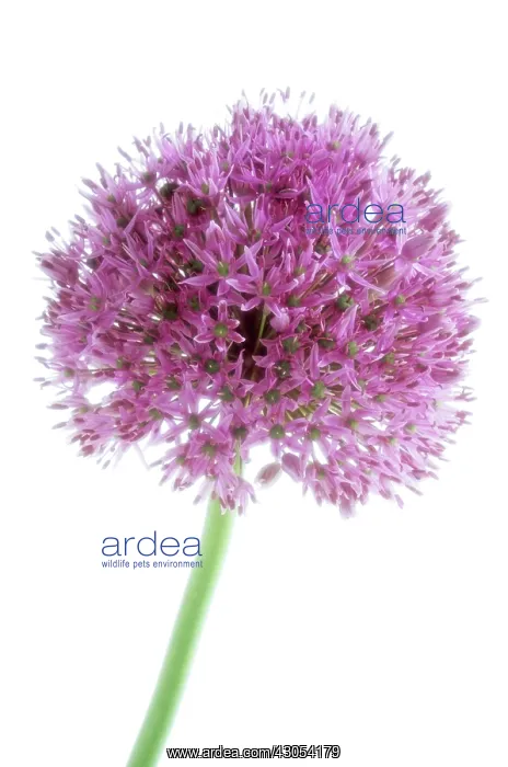 : Allium, Allium rosenbachianum : Allium, Allium rosenbachianum
