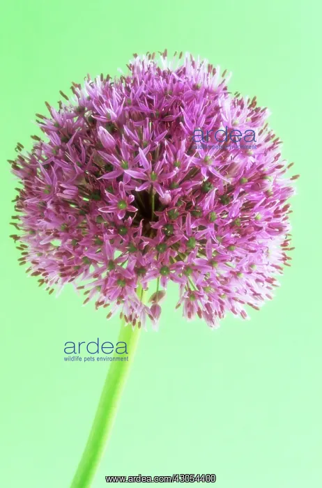 : Allium, Allium rosenbachianum : Allium, Allium rosenbachianum