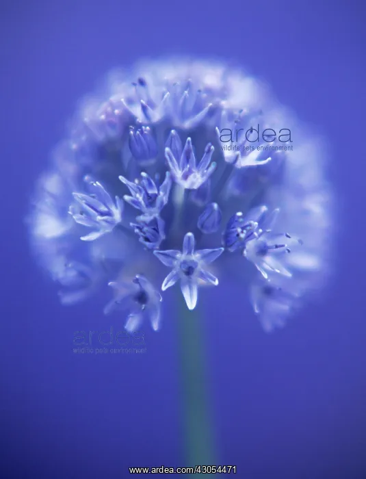 : Allium, Allium caeruleum : Allium, Allium caeruleum