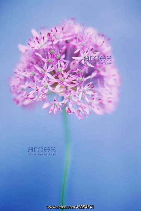 : Allium, Allium giganteum : Allium, Allium giganteum