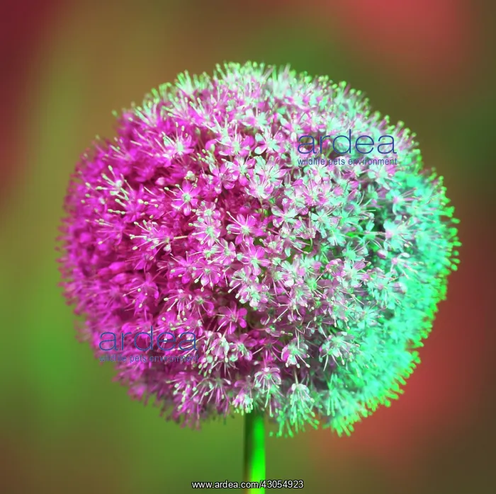 : Allium. Allium : Allium. Allium