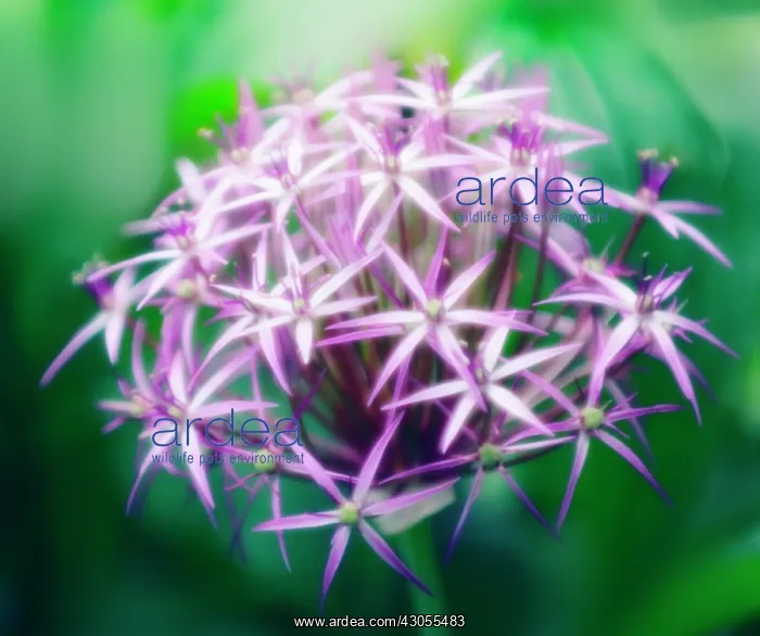 : Allium, Allium cristophii : Allium, Allium cristophii