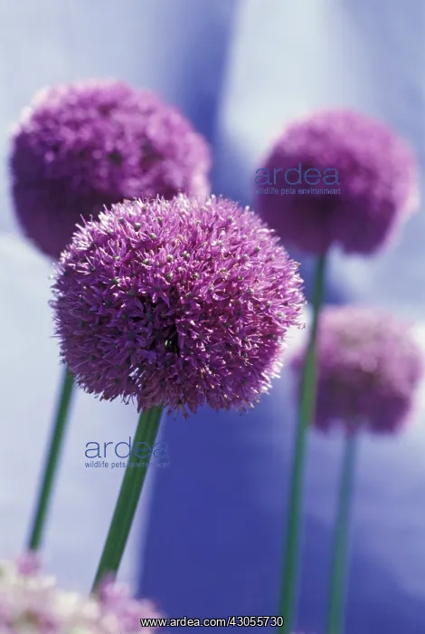 : Allium, Allium giganteum : Allium, Allium giganteum