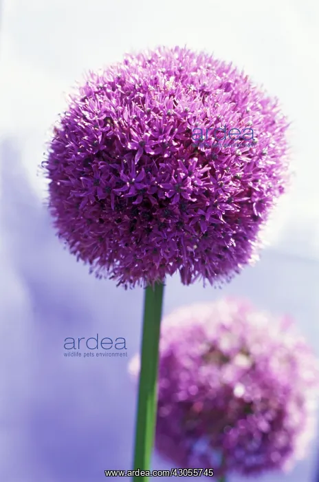 : Allium, Allium giganteum : Allium, Allium giganteum