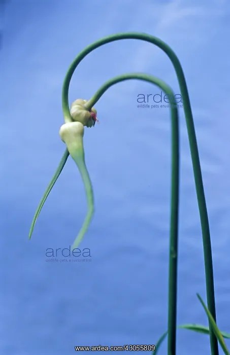 : Allium : Allium