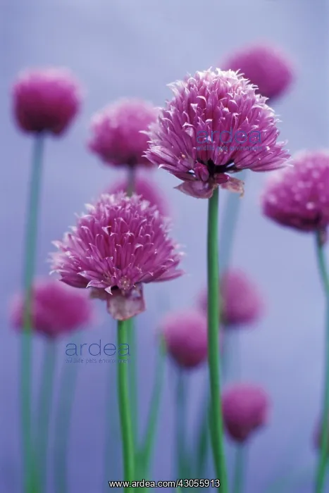 : Allium, Allium scorodoprasum : Allium, Allium scorodoprasum