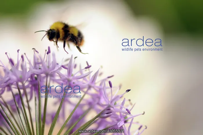 : Allium, Allium aflatunense Purple Sensation : Allium, Allium aflatunense Purple Sensation