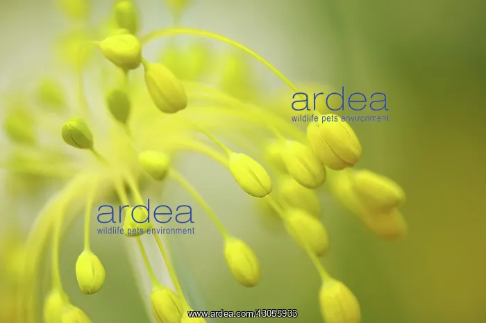 : Allium, Allium flavum : Allium, Allium flavum