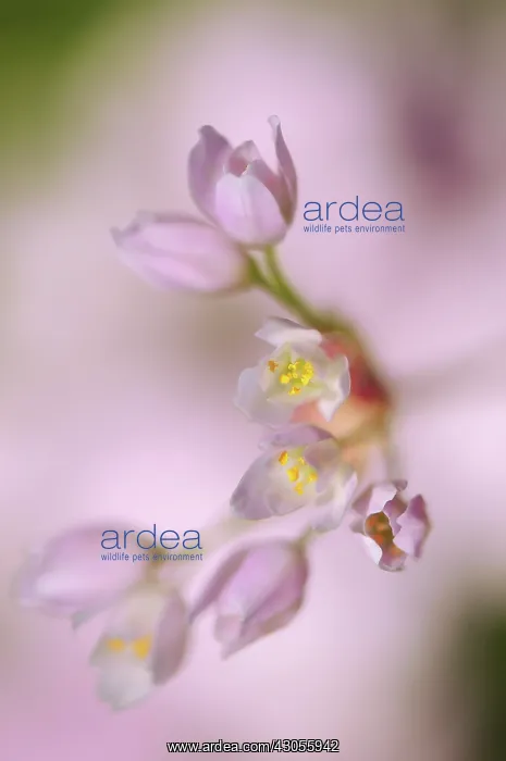 : Allium, Allium roseum : Allium, Allium roseum