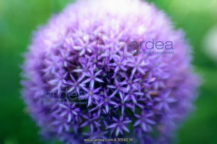 : Allium, Allium rosenbachianum : Allium, Allium rosenbachianum