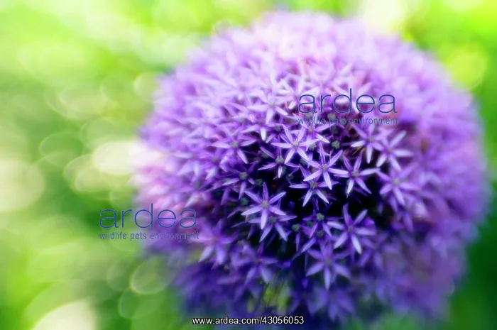 : Allium, Allium rosenbachianum : Allium, Allium rosenbachianum