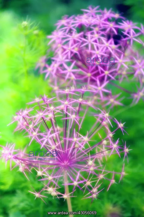 : Allium, Allium cristophii : Allium, Allium cristophii