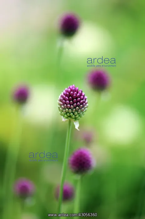 : Allium, Allium sphaerocephalon : Allium, Allium sphaerocephalon