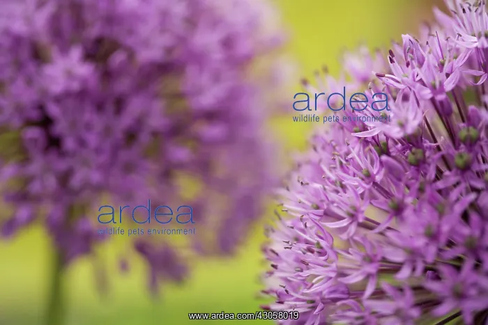 : Allium, Allium giganteum : Allium, Allium giganteum