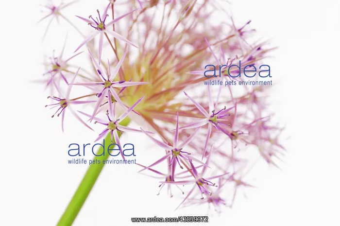 : Allium, Allium cristophii : Allium, Allium cristophii