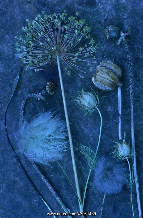 : Allium : Allium