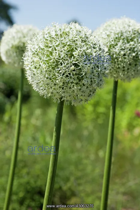 : Allium, Allium Mount Everest : Allium, Allium Mount Everest