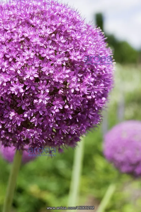 : Allium, Allium Globemaster : Allium, Allium Globemaster