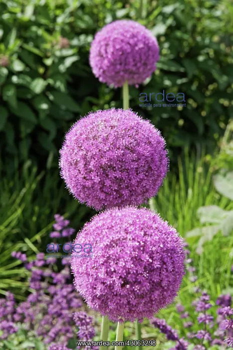 : Allium, Allium Globemaster : Allium, Allium Globemaster