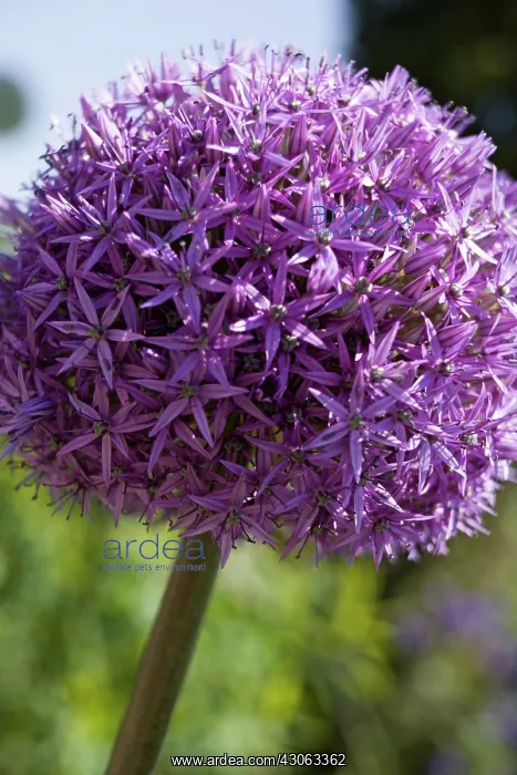 : Allium, Allium Gladiator : Allium, Allium Gladiator