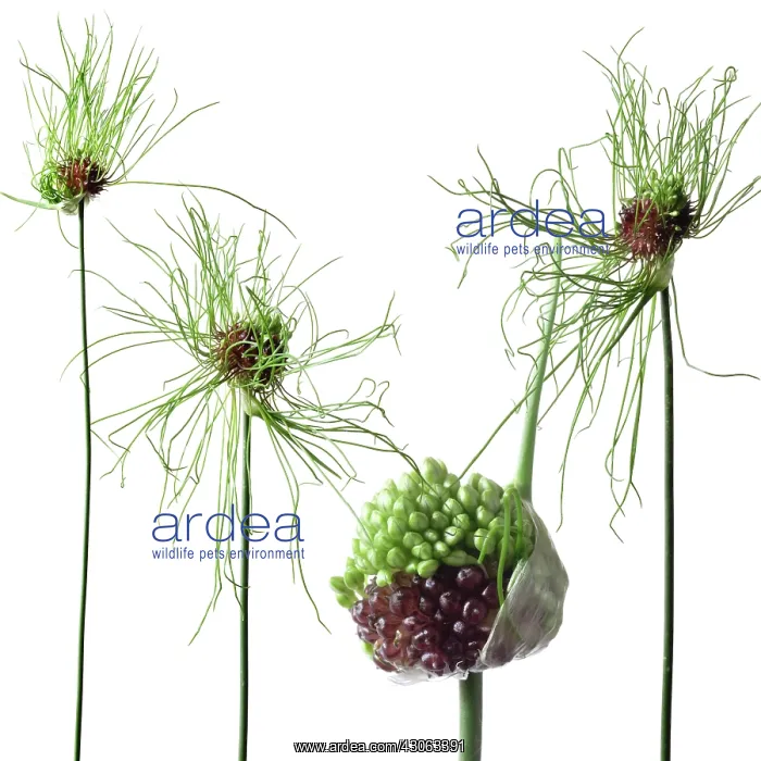 : Allium : Allium