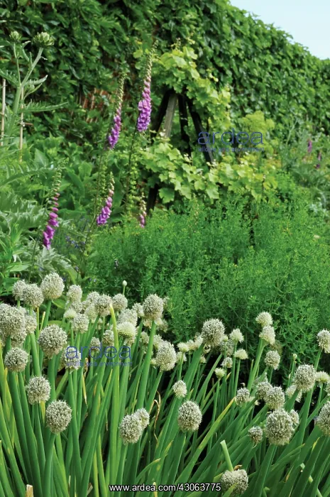 : Allium : Allium