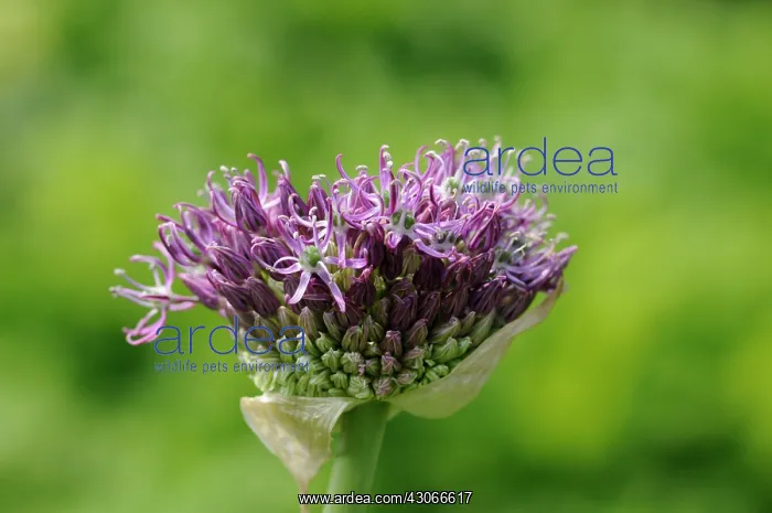 : Allium, Allium giganteum : Allium, Allium giganteum