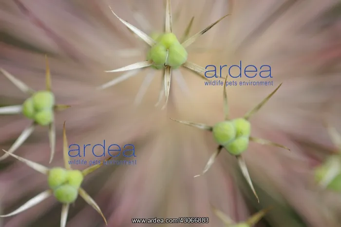 : Allium, Allium giganteum : Allium, Allium giganteum